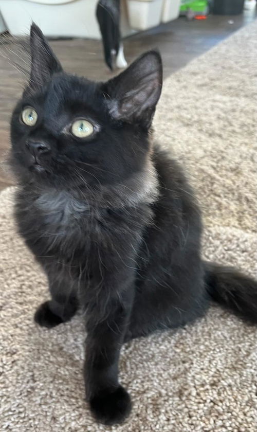 Mikko