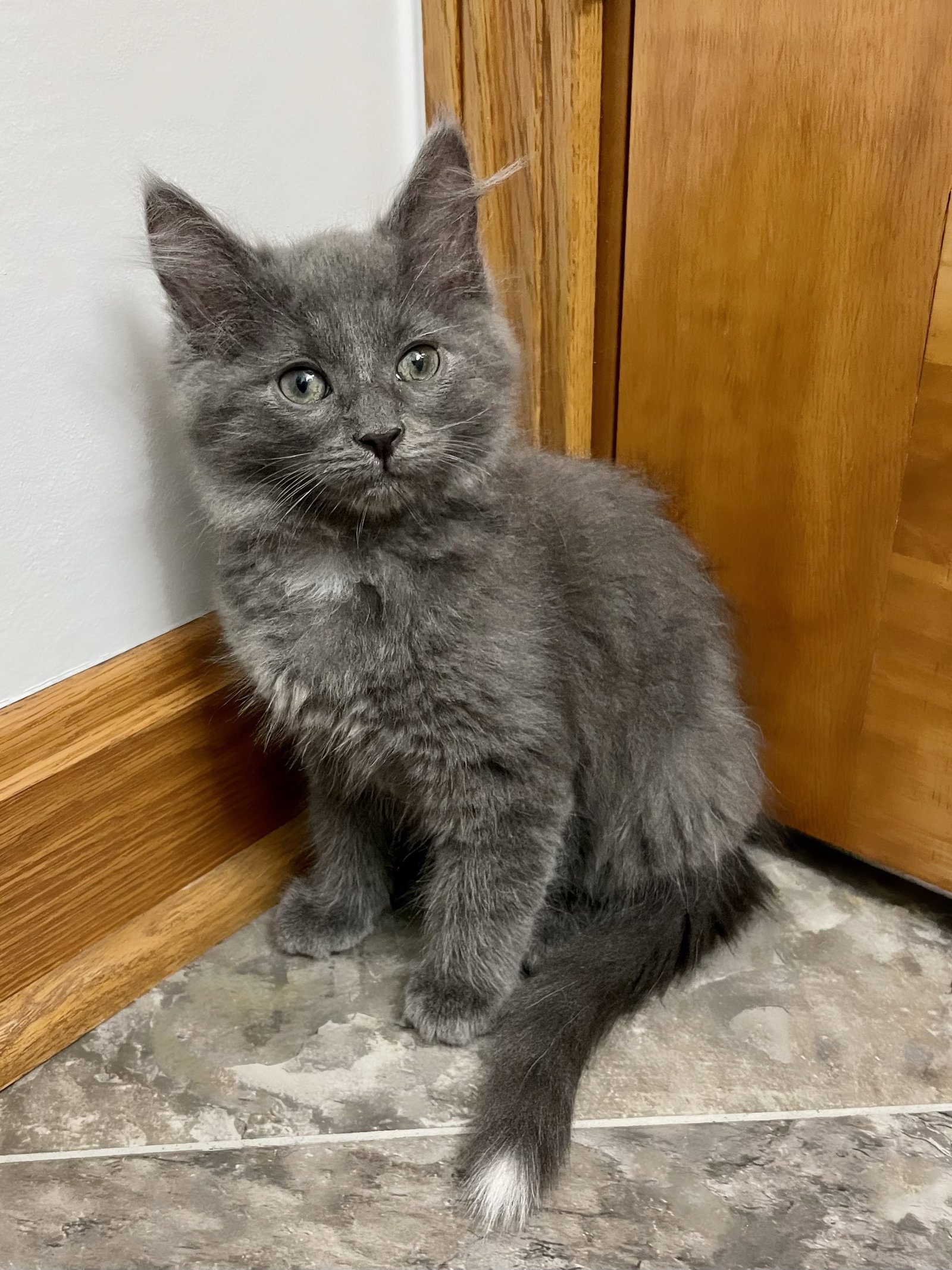 Cats for Adoption in Beechwood Trails, Ohio Alpha Paw