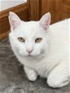 adoptable Cat in , OH named Neal