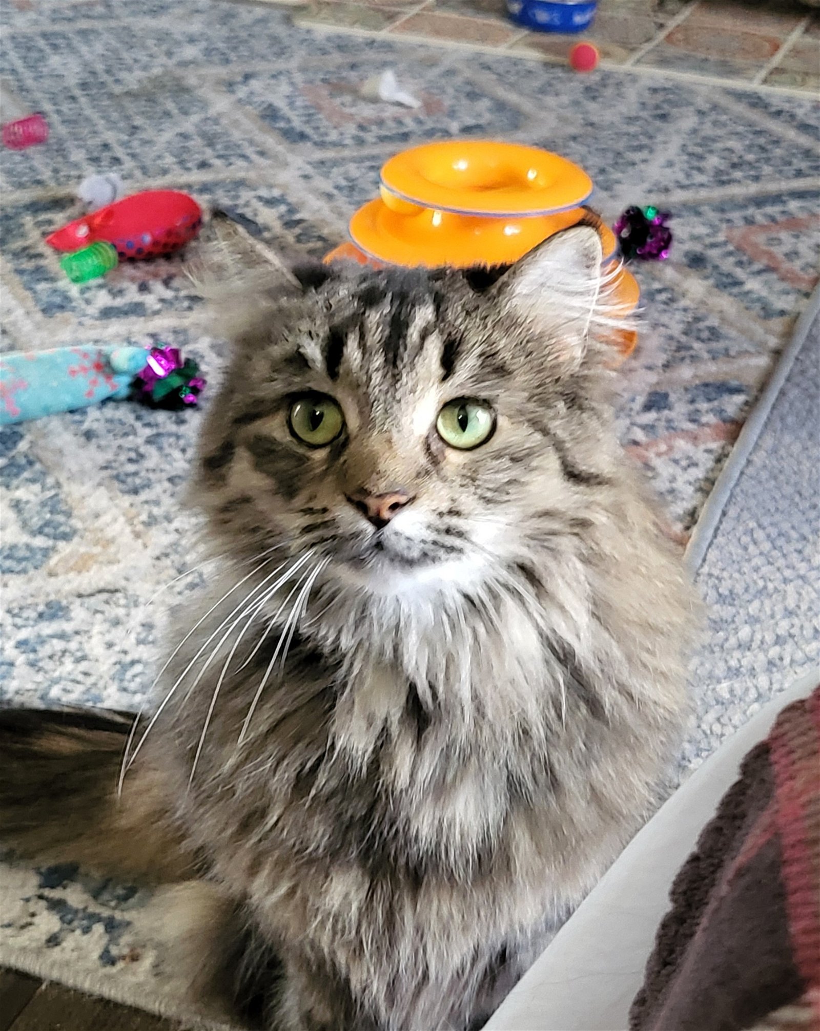 adoptable Cat in Grove City, OH named Ziva