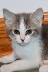 adoptable Cat in grove city, OH named Trixie