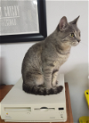 adoptable Cat in grove city, OH named Daphy