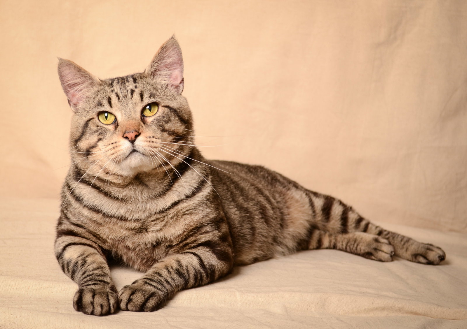 Cats for Adoption in Dublin, Ohio Alpha Paw