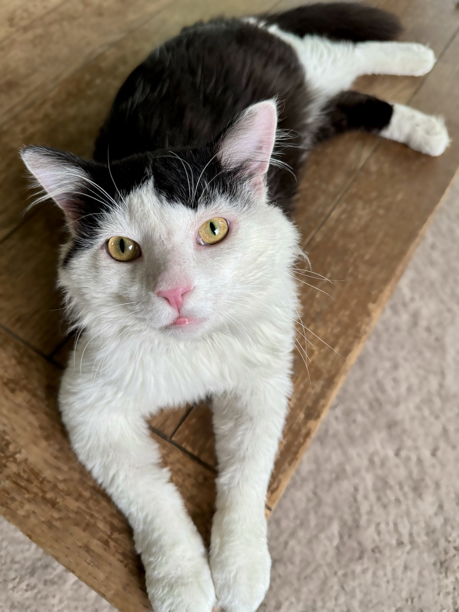 Cats for Adoption in Dublin, Ohio Alpha Paw