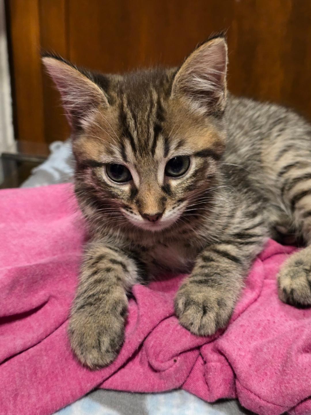 adoptable Cat in Grove City, OH named Nyko