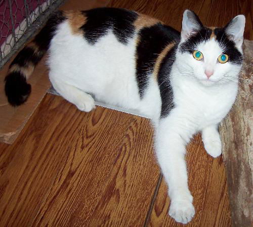 Ms. Calico