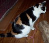 Ms. Calico