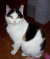 Ms. Calico