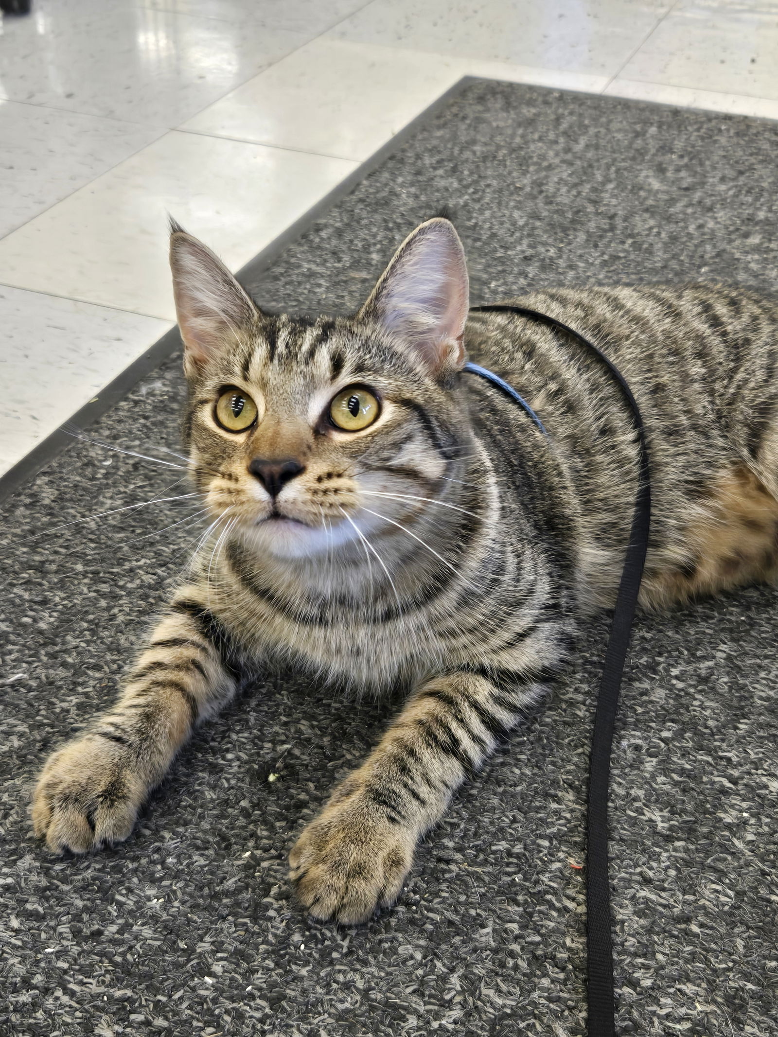adoptable Cat in Grove City, OH named Ryver