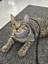 adoptable Cat in grove city, OH named Ryver