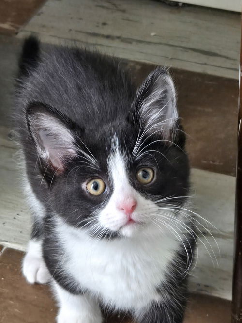 Nemo