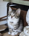 Nev