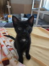 Tia
