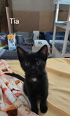 Tia