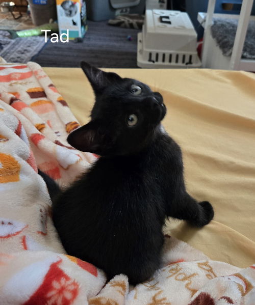 Tad