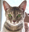 adoptable Cat in  named Maggy