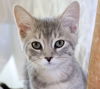 Mickee