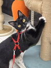 adoptable Cat in grove city, OH named Wicker