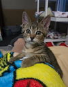 adoptable Cat in grove city, OH named Adia