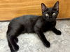 adoptable Cat in grove city, OH named Brynner