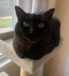 Lilly