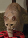Aidin