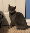 Boq
