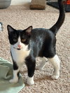 Fiyero