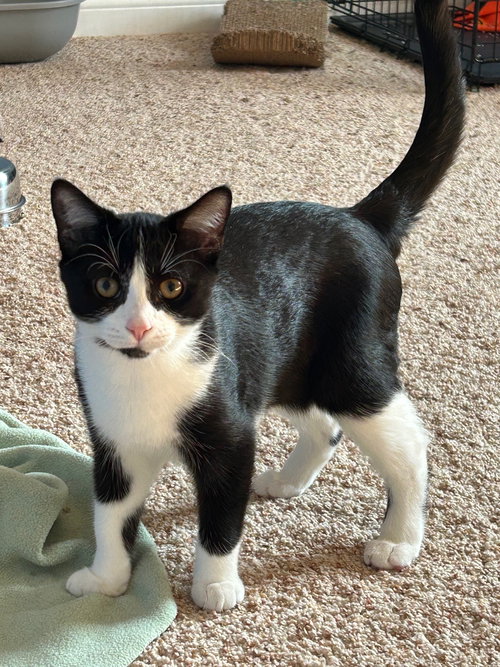 Fiyero
