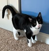 Fiyero
