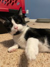 Fiyero