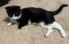 Fiyero