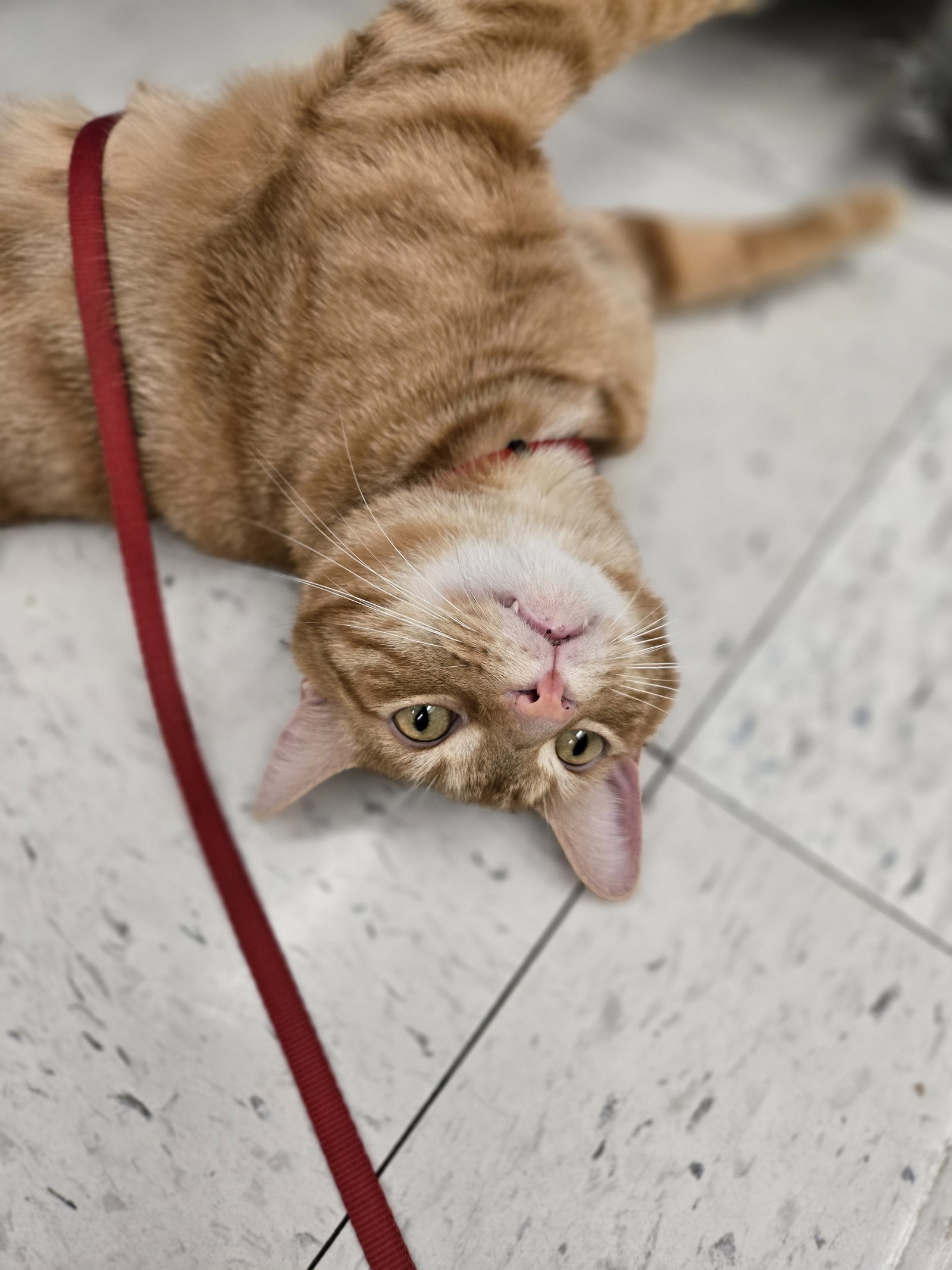 Reginald aka Reggie, photo 3