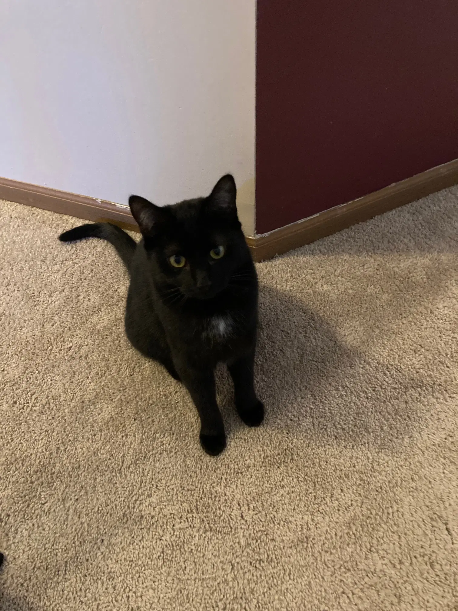 Blossom - Domestic Short Hair