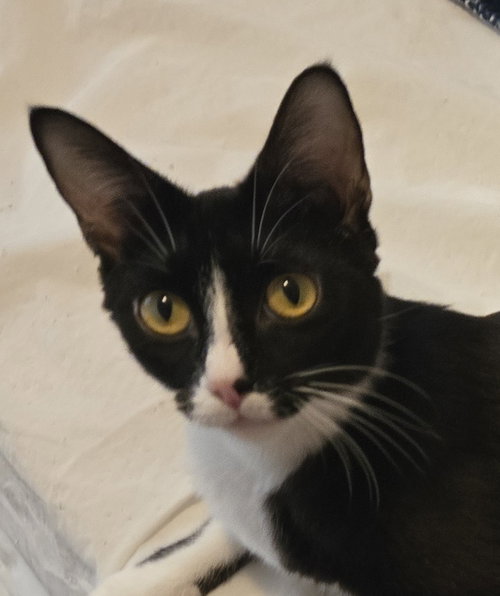 Gia