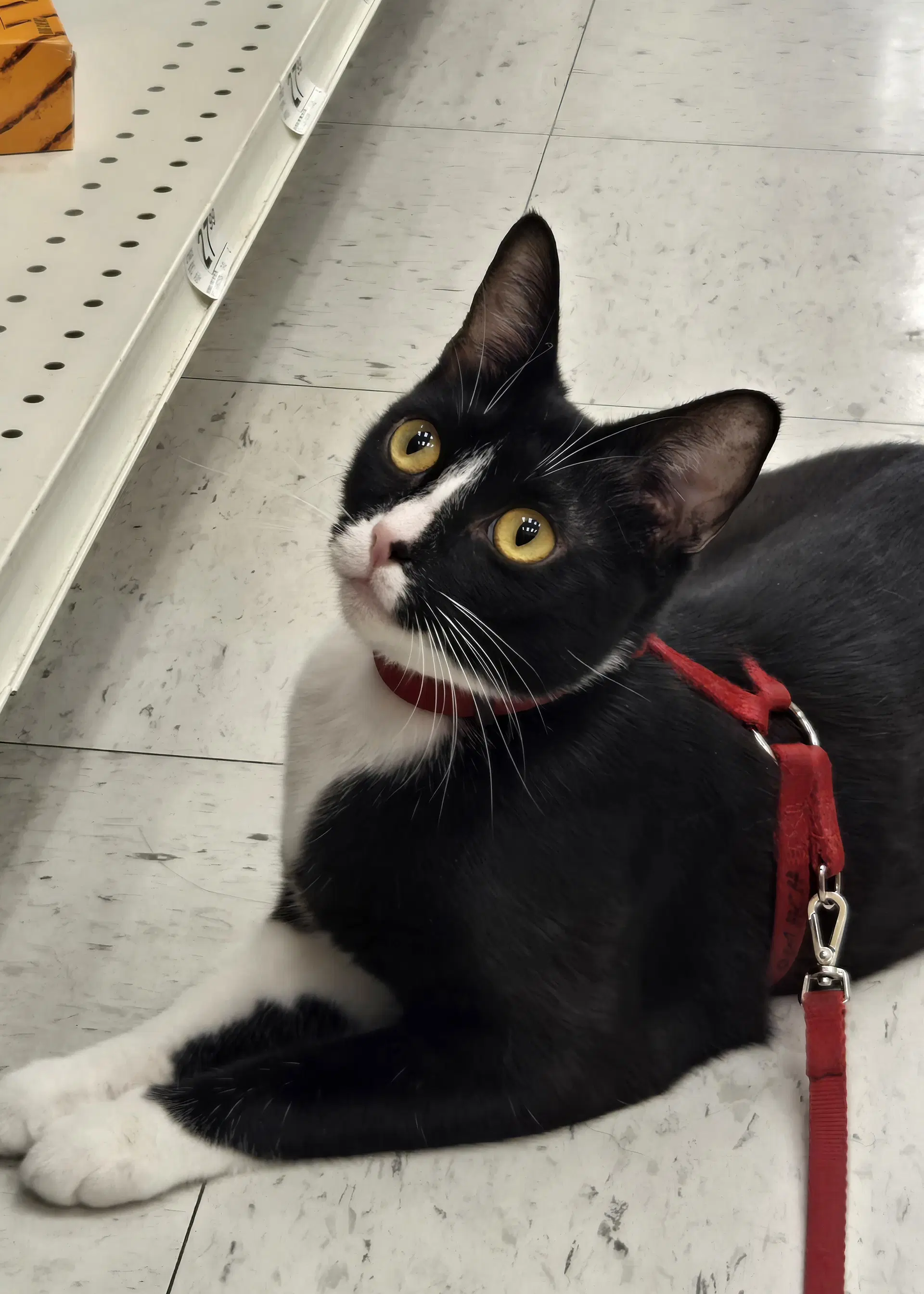 Gia - Domestic Short Hair