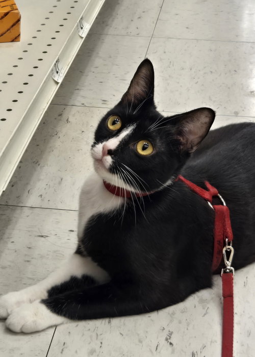 picture of the cat needing adoption