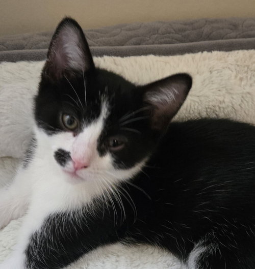 Georgie, an adoptable Domestic Short Hair in Grove City, OH