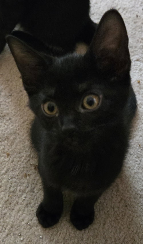 Gemma, an adoptable Domestic Short Hair in Grove City, OH