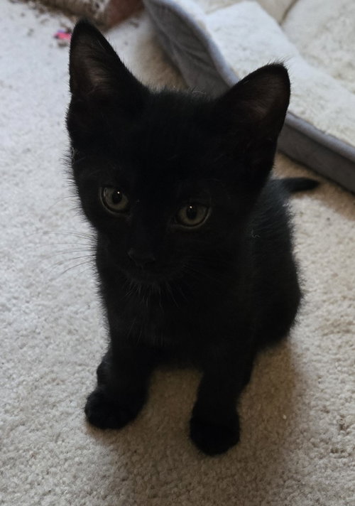 Ginny, an adoptable Domestic Short Hair in Grove City, OH