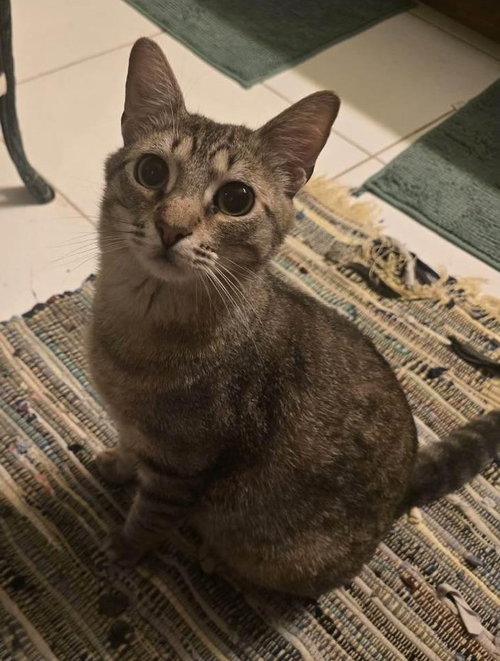 Jameson, an adoptable Domestic Short Hair in Grove City, OH