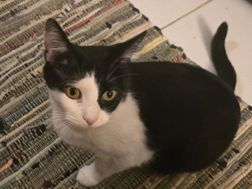 Harley Quinn, an adoptable Domestic Short Hair in Grove City, OH