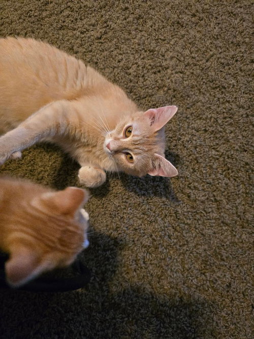 Jayden