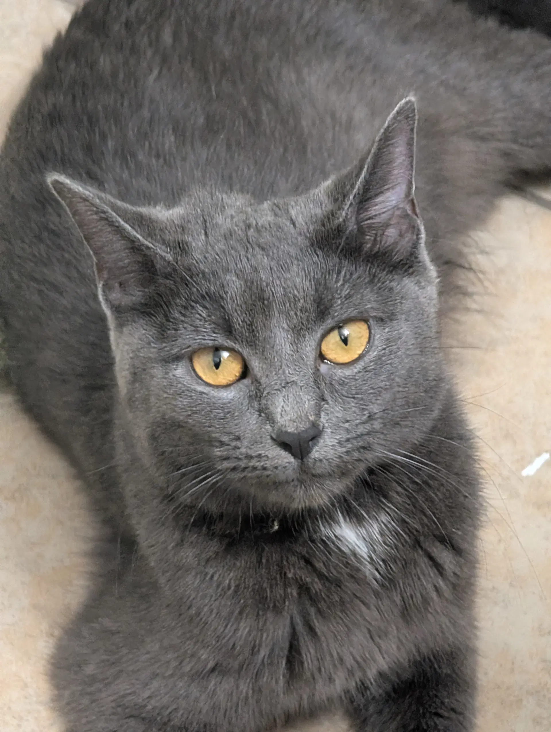 Pizza - Domestic Short Hair