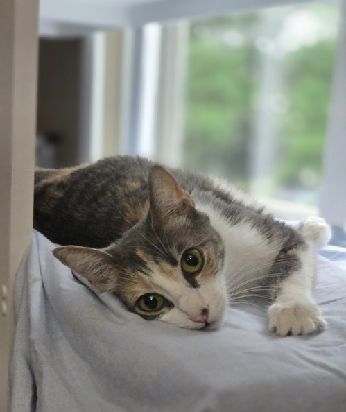 Kalli, Adult Domestic Short Hair / Mixed (short coat), cat for adoption in Columbus, Ohio