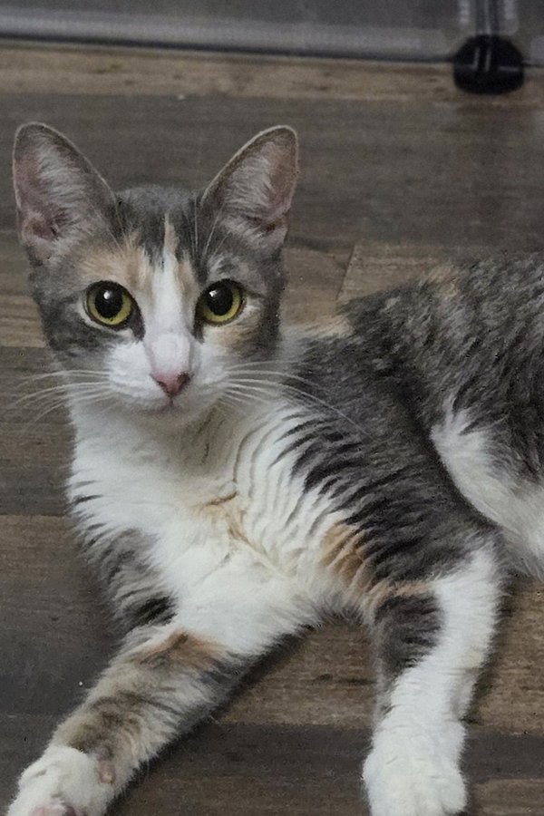Kalli