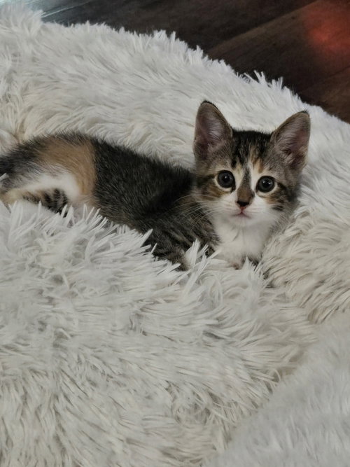 Kaeli, Adult Domestic Short Hair / Mixed (short coat), cat for adoption in Columbus, Ohio