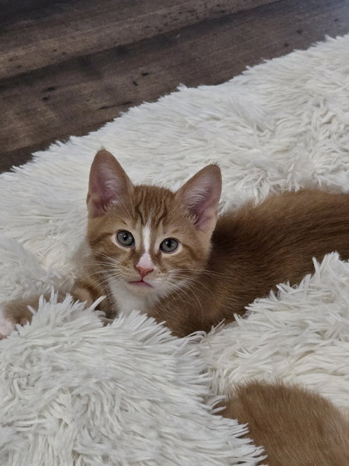 Kadin, Adult Domestic Short Hair / Mixed (short coat), cat for adoption in Columbus, Ohio