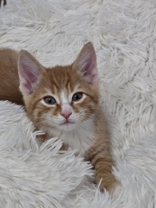 Kitt, Adult Domestic Short Hair / Mixed (short coat), cat for adoption in Columbus, Ohio