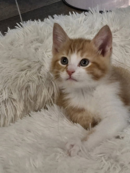 Kurt, Adult Domestic Short Hair / Mixed (short coat), cat for adoption in Columbus, Ohio